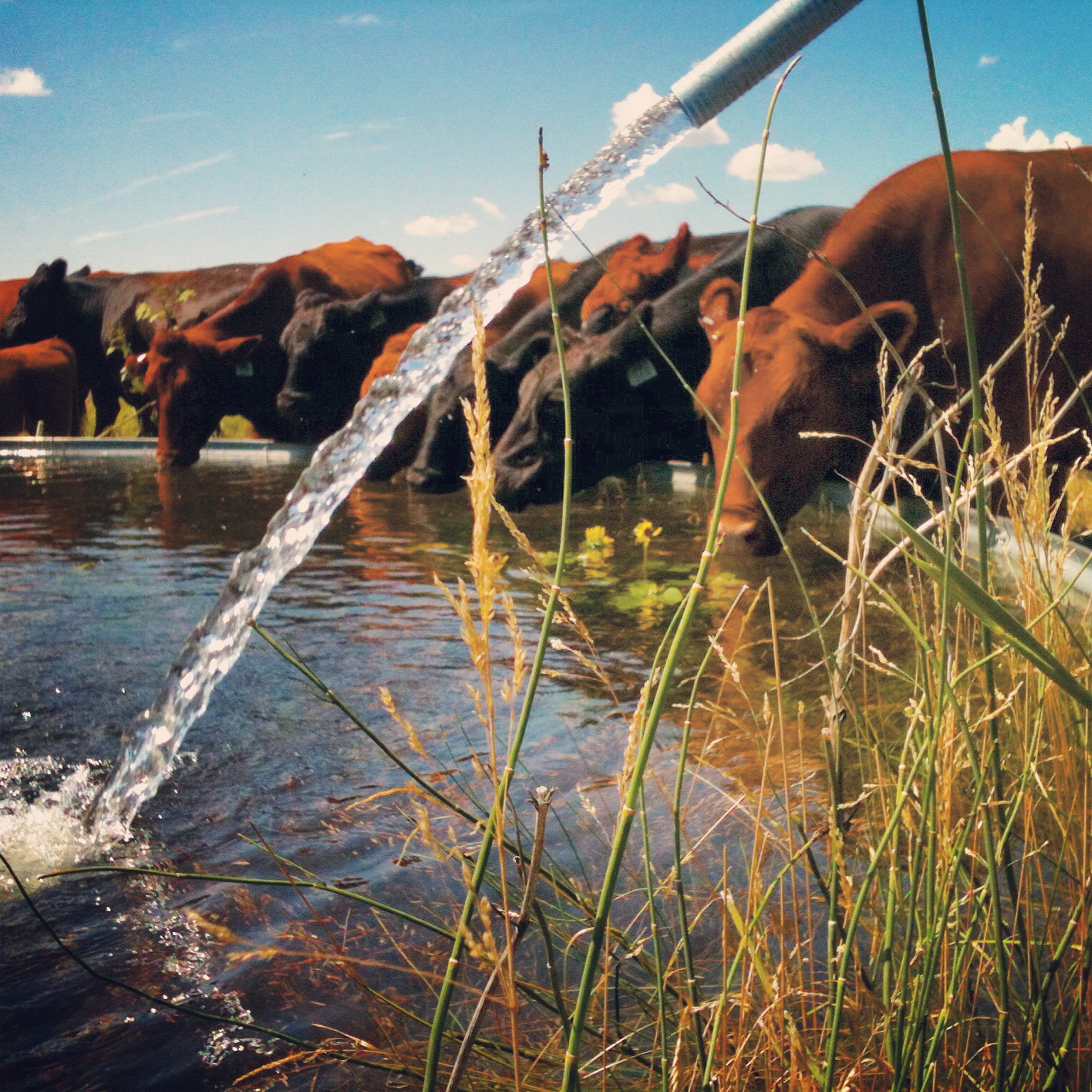 Agua fluyendo a un bebedero para ganado, el cual se encuentra bebiendo.